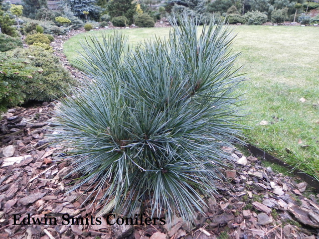 Pinus koraiensis 'Mai Tai'